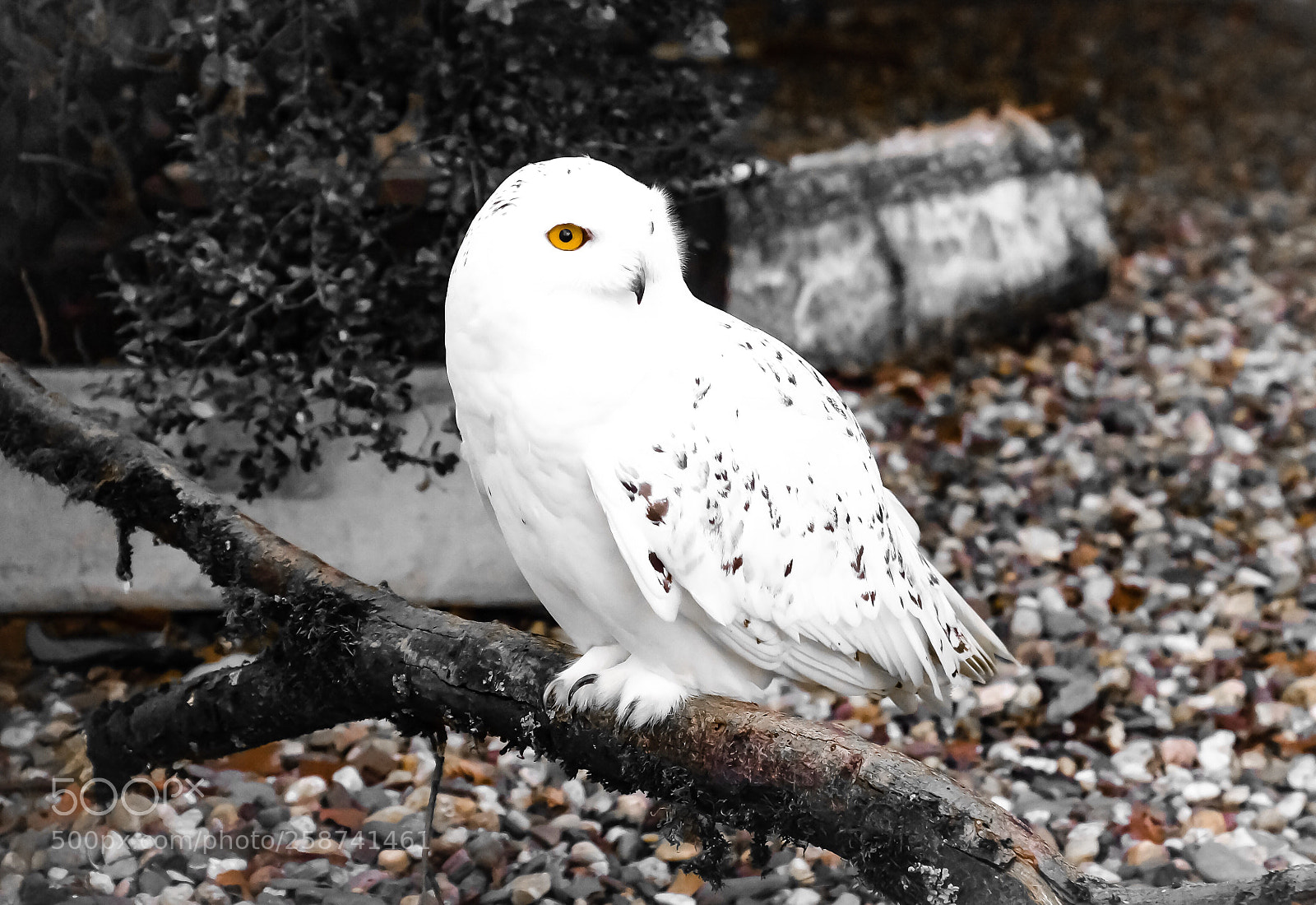 Sony SLT-A77 sample photo. Concentration  photography