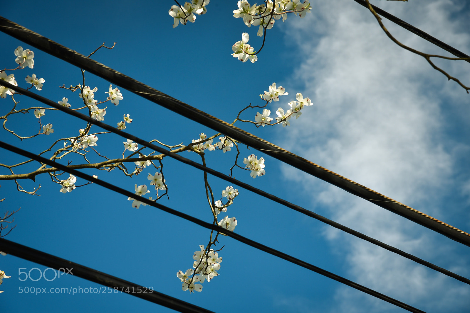 Nikon D750 sample photo. Flowers with wire photography