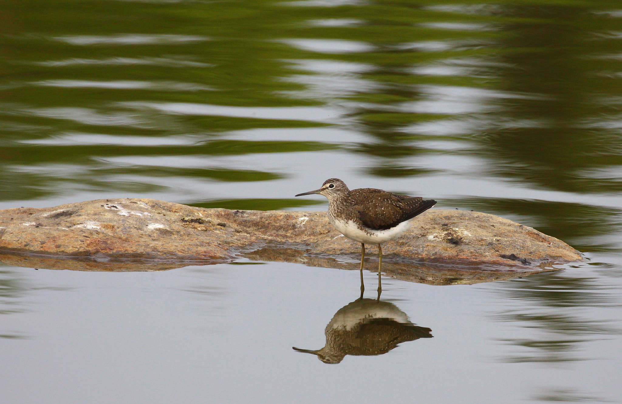 Canon EOS 50D + Canon EF 100-400mm F4.5-5.6L IS II USM sample photo. Green sandpiper photography