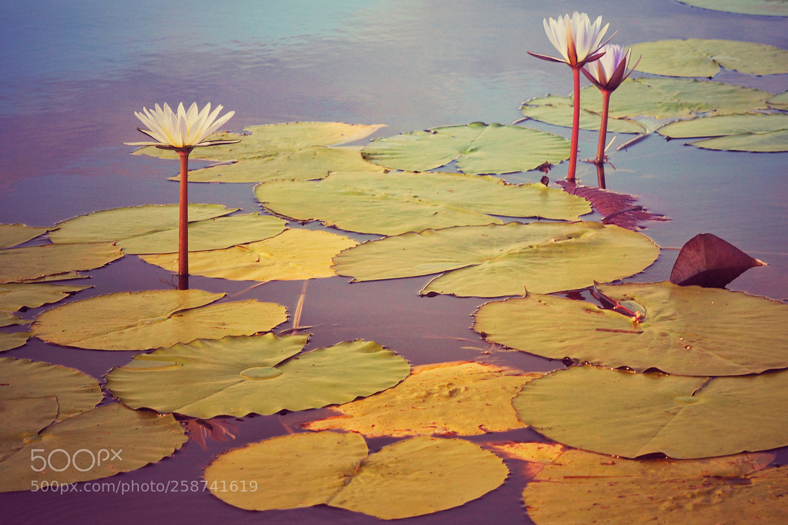 Sony SLT-A77 sample photo. Water beauties photography