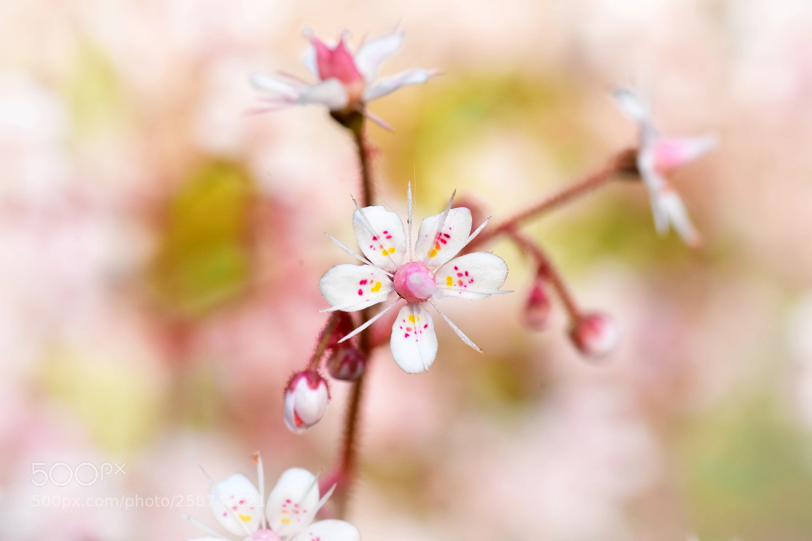 Nikon D7200 sample photo. Saxifraga urbium photography