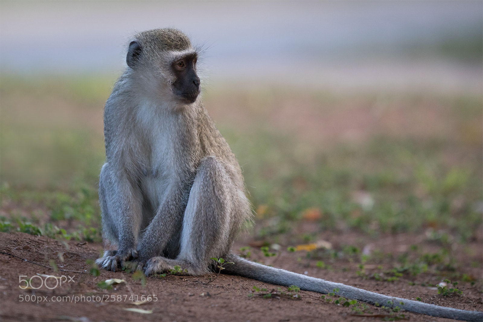 Canon EOS 5D Mark IV sample photo. Vervet monkey photography
