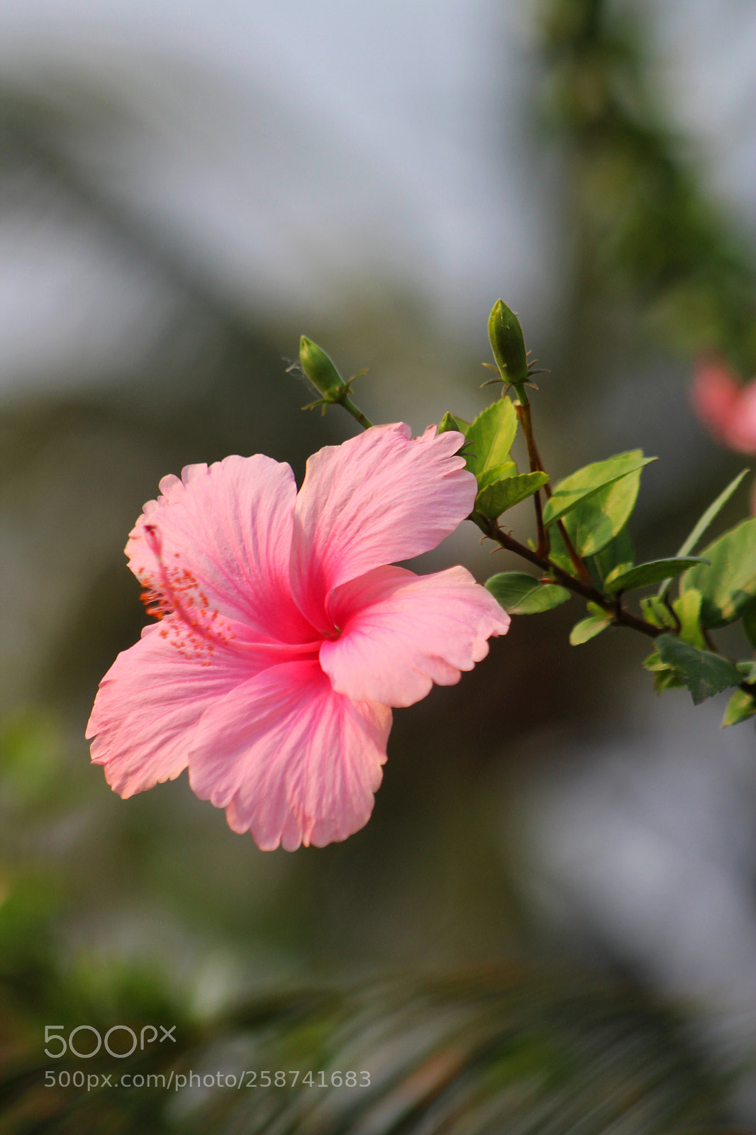 Canon EOS 1300D (EOS Rebel T6 / EOS Kiss X80) sample photo. Pink flower photography