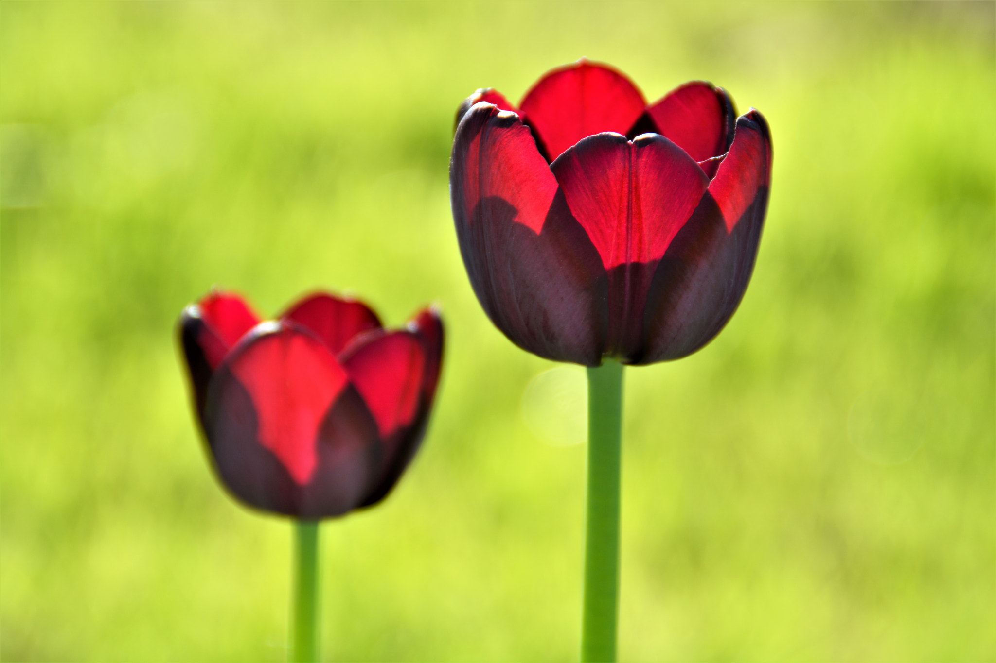 Nikon D5200 sample photo. Tulips photography