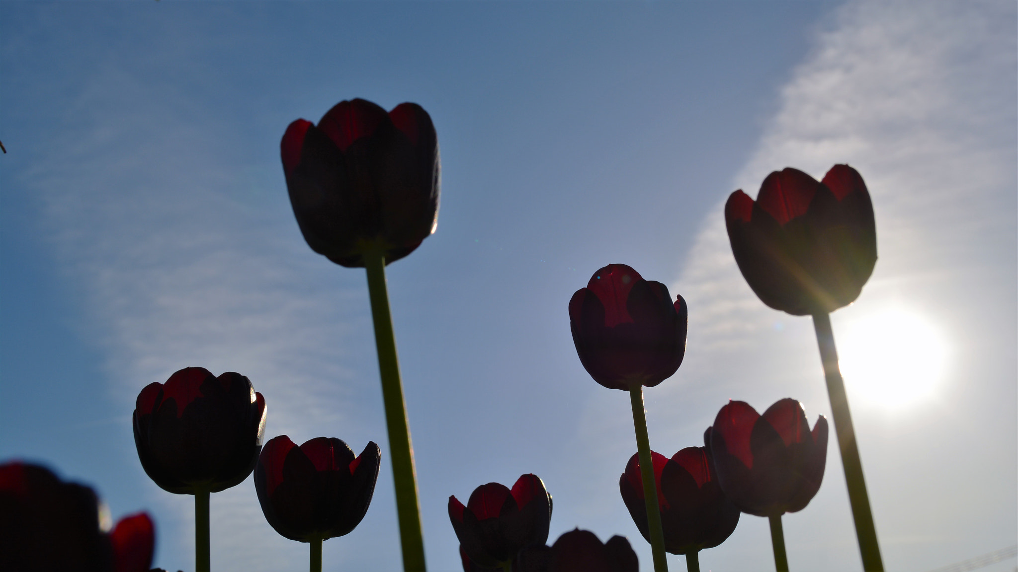 Nikon D5200 sample photo. Tulips photography