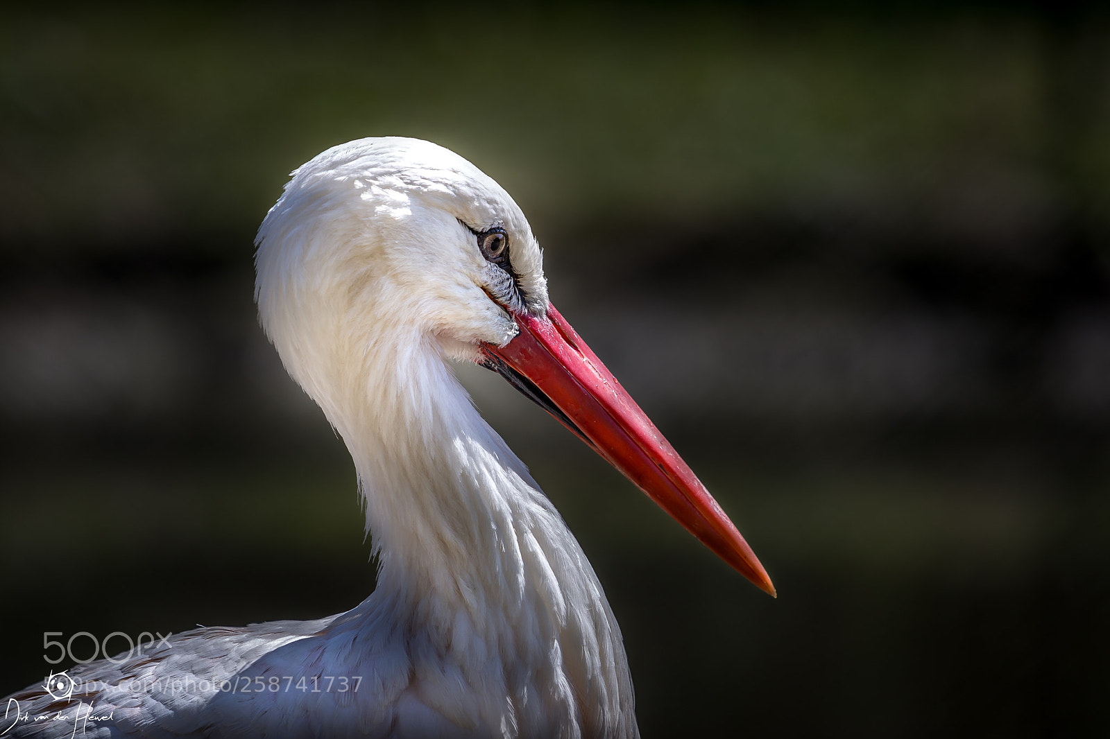 Canon EOS 6D sample photo. Stork photography