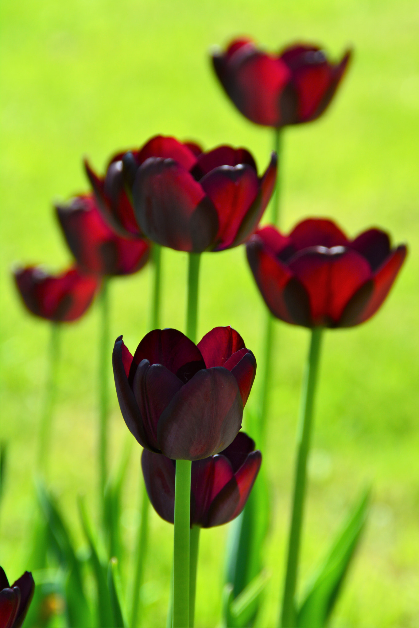 Nikon D5200 sample photo. Tulips photography