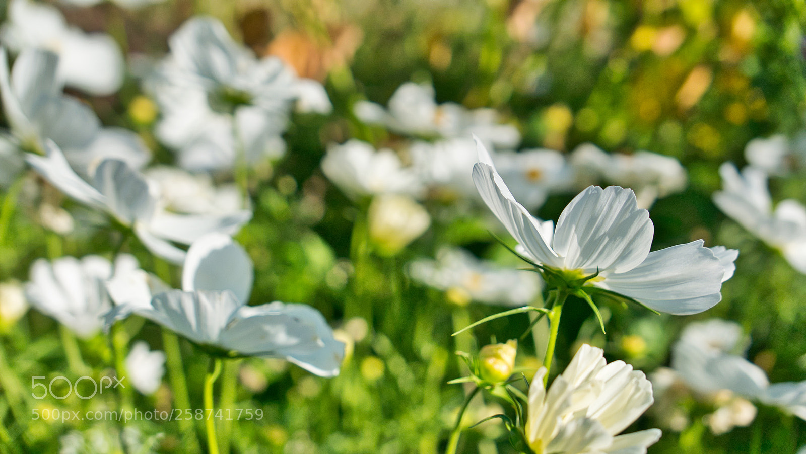 Panasonic Lumix DMC-LX100 sample photo. Daydream photography