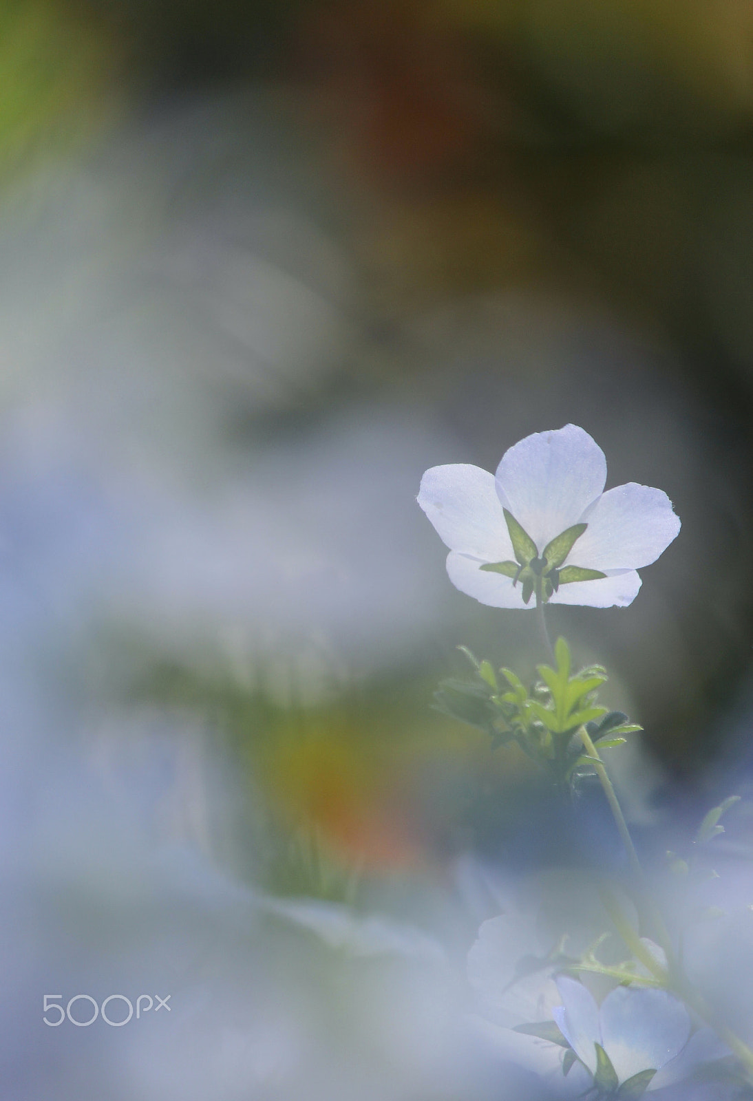 Canon EF-S 55-250mm F4-5.6 IS II sample photo. Blue fairy photography