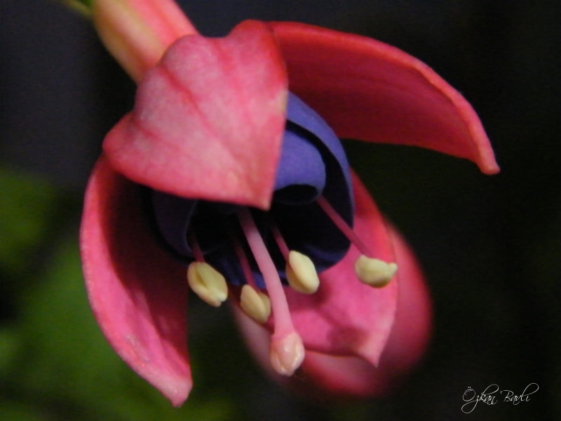 Fujifilm FinePix S2000HD sample photo. Fuchsia flower photography