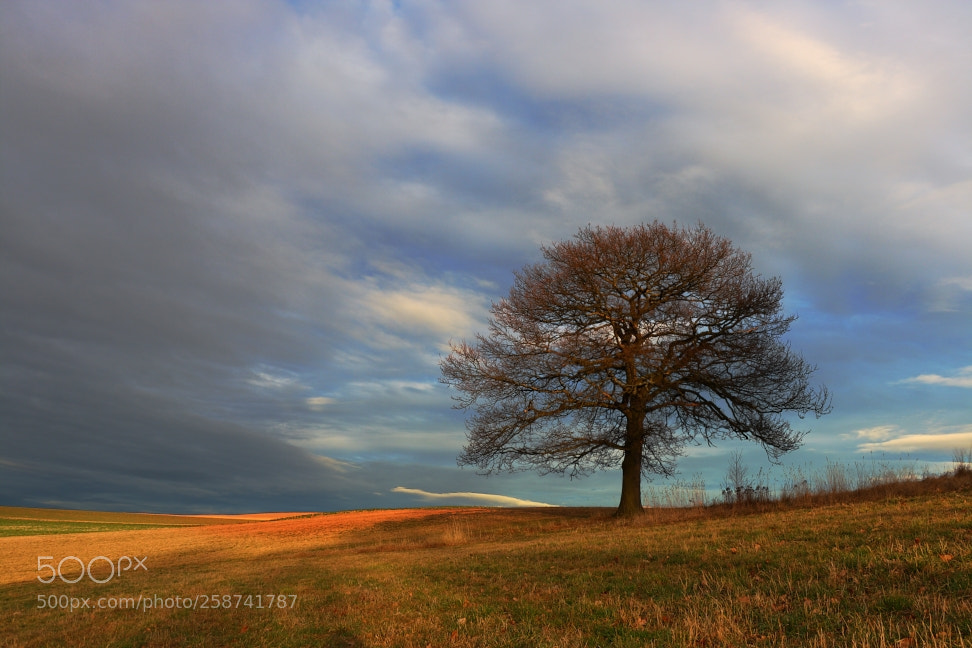 Canon EF-S 18-55mm F3.5-5.6 II sample photo. Stieleiche photography
