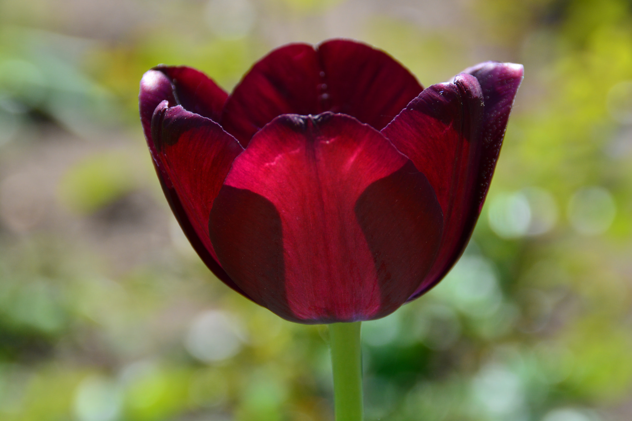 Nikon D5200 sample photo. Tulips photography