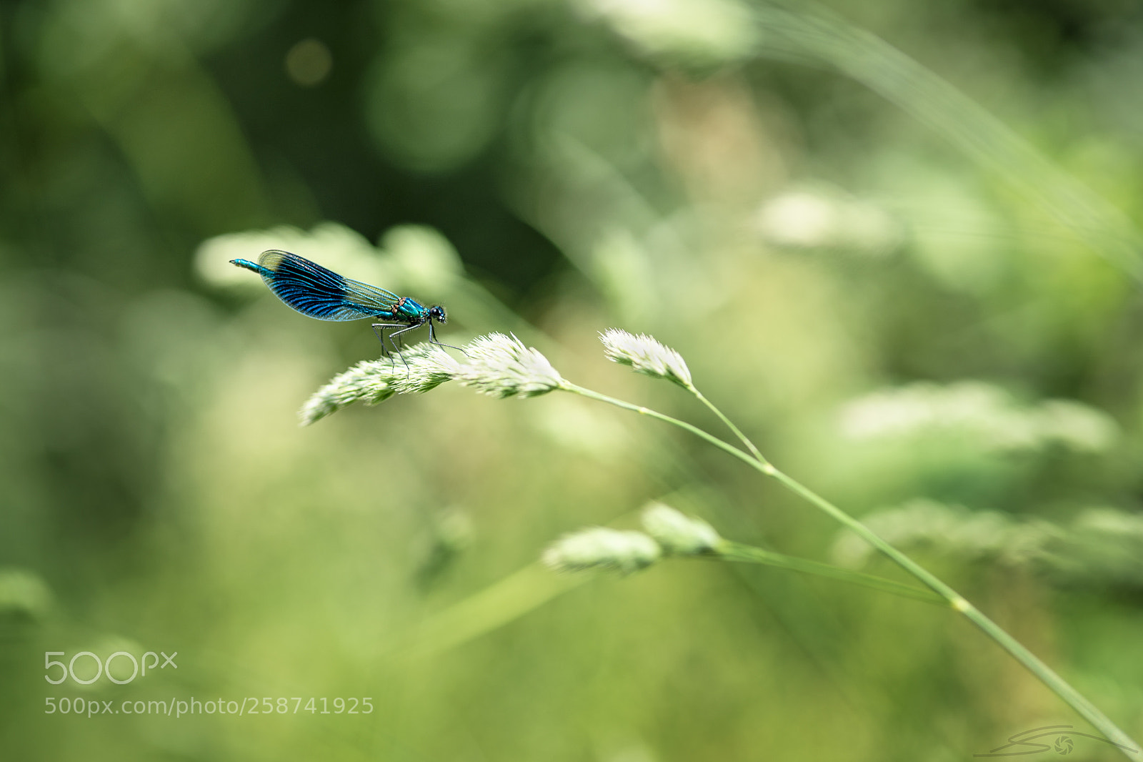 Nikon D750 sample photo. Calopteryx splendens photography