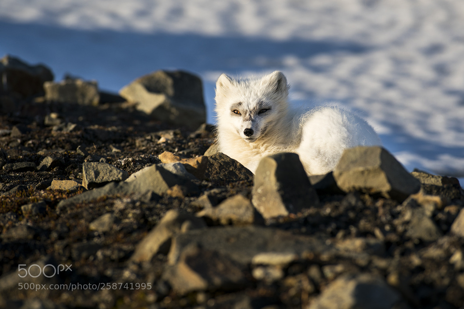 Sony a9 sample photo. Relaxing arctic fox photography
