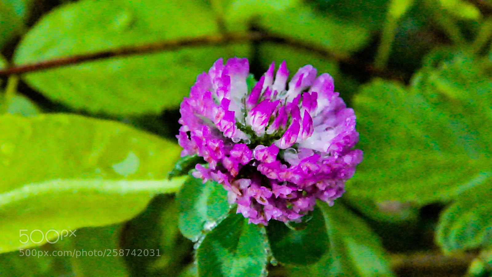 Sony a6000 sample photo. Clover time photography