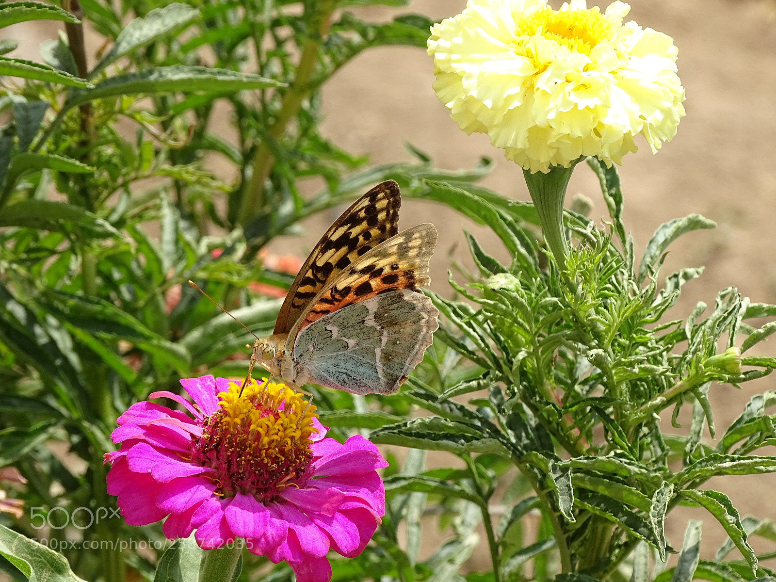 Sony Cyber-shot DSC-HX400V sample photo. Dsc photography