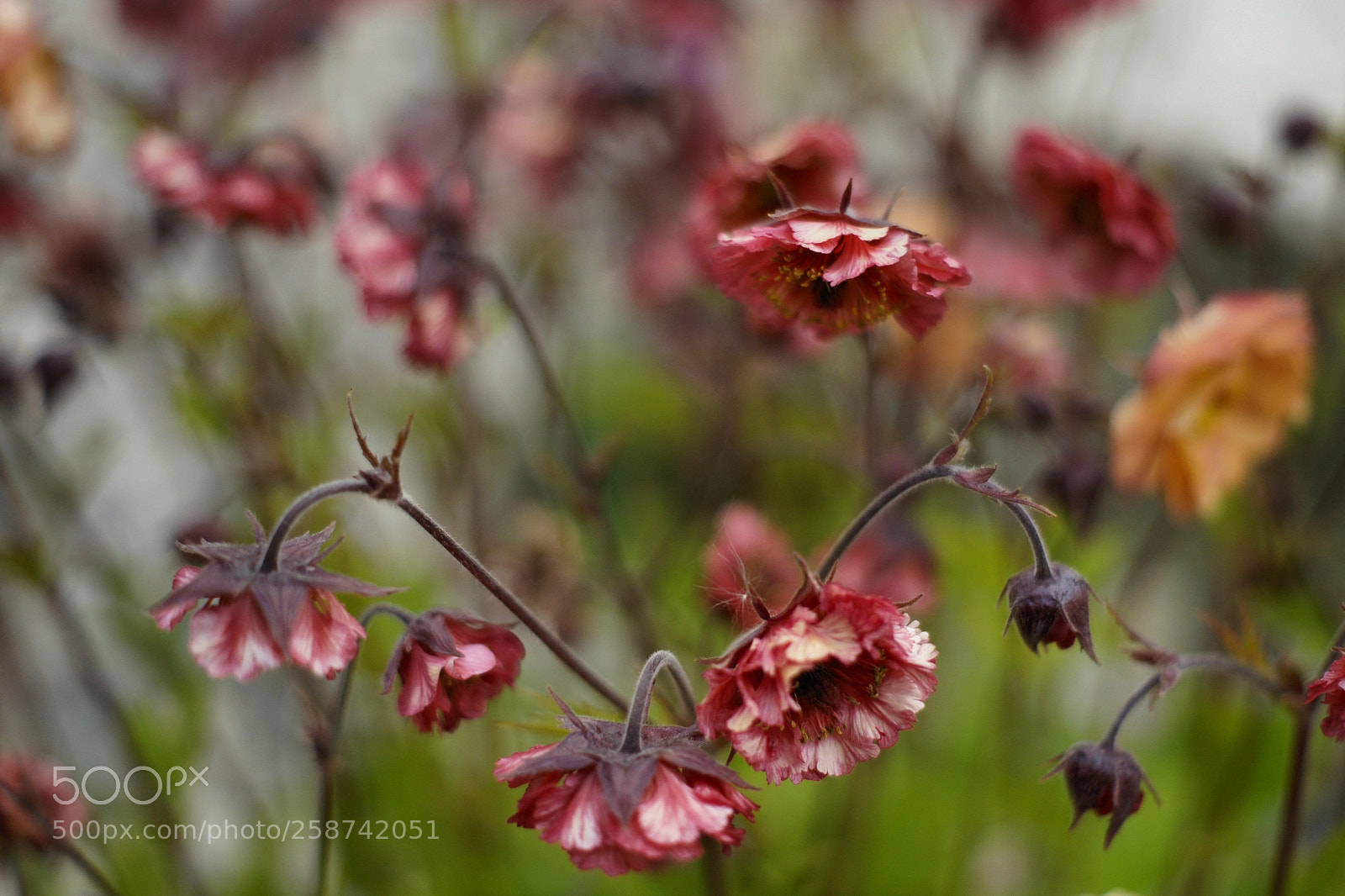 Sony Alpha DSLR-A700 sample photo. Geum in the breeze photography