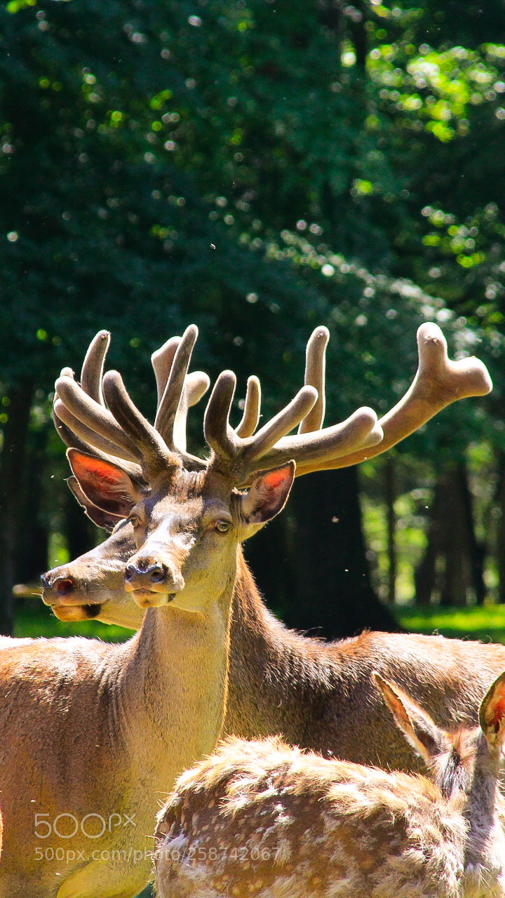 Canon EOS 1300D (EOS Rebel T6 / EOS Kiss X80) sample photo. Deer photography