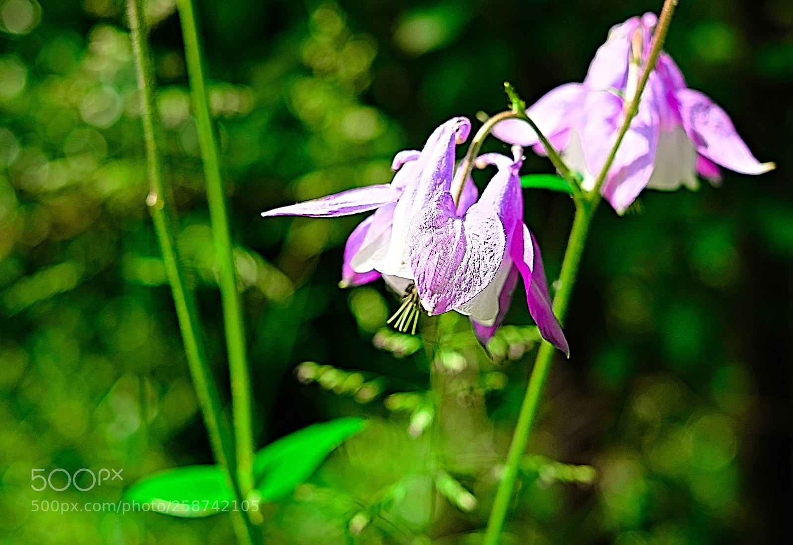 Fujifilm X-Pro2 sample photo. Pink flower photography
