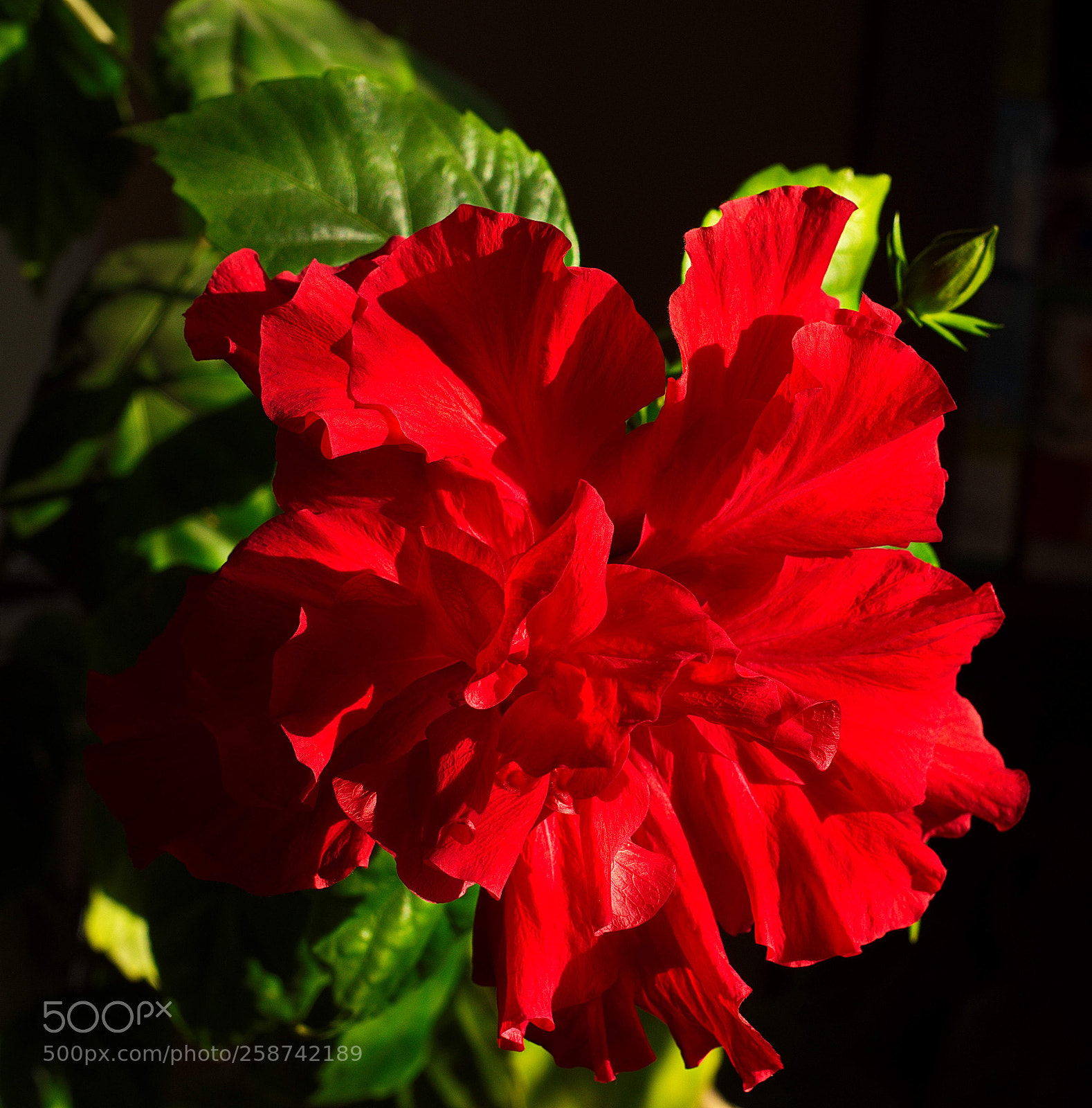 Nikon D810 sample photo. Hibiscus rose photography