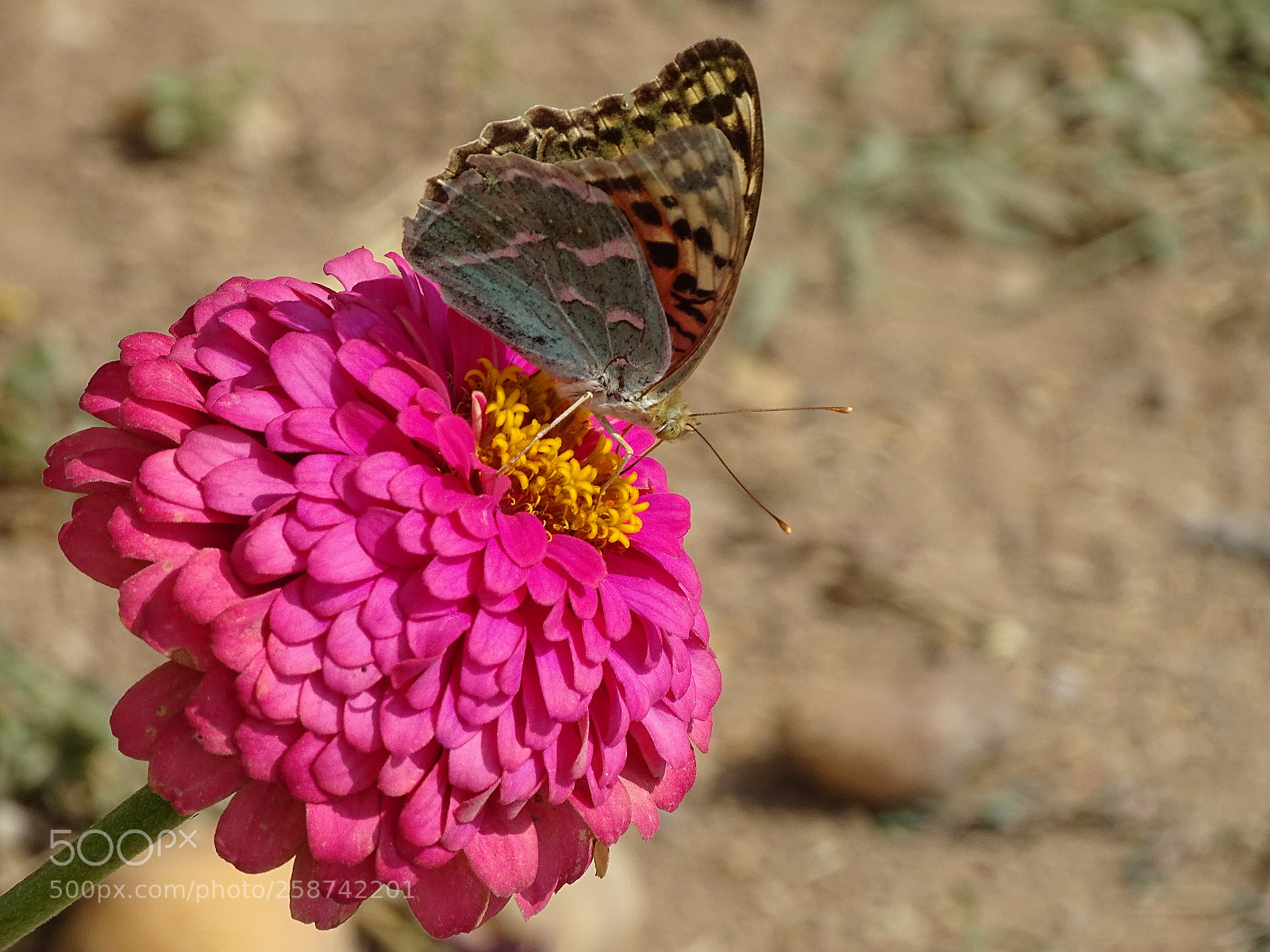 Sony Cyber-shot DSC-HX400V sample photo. Dsc photography