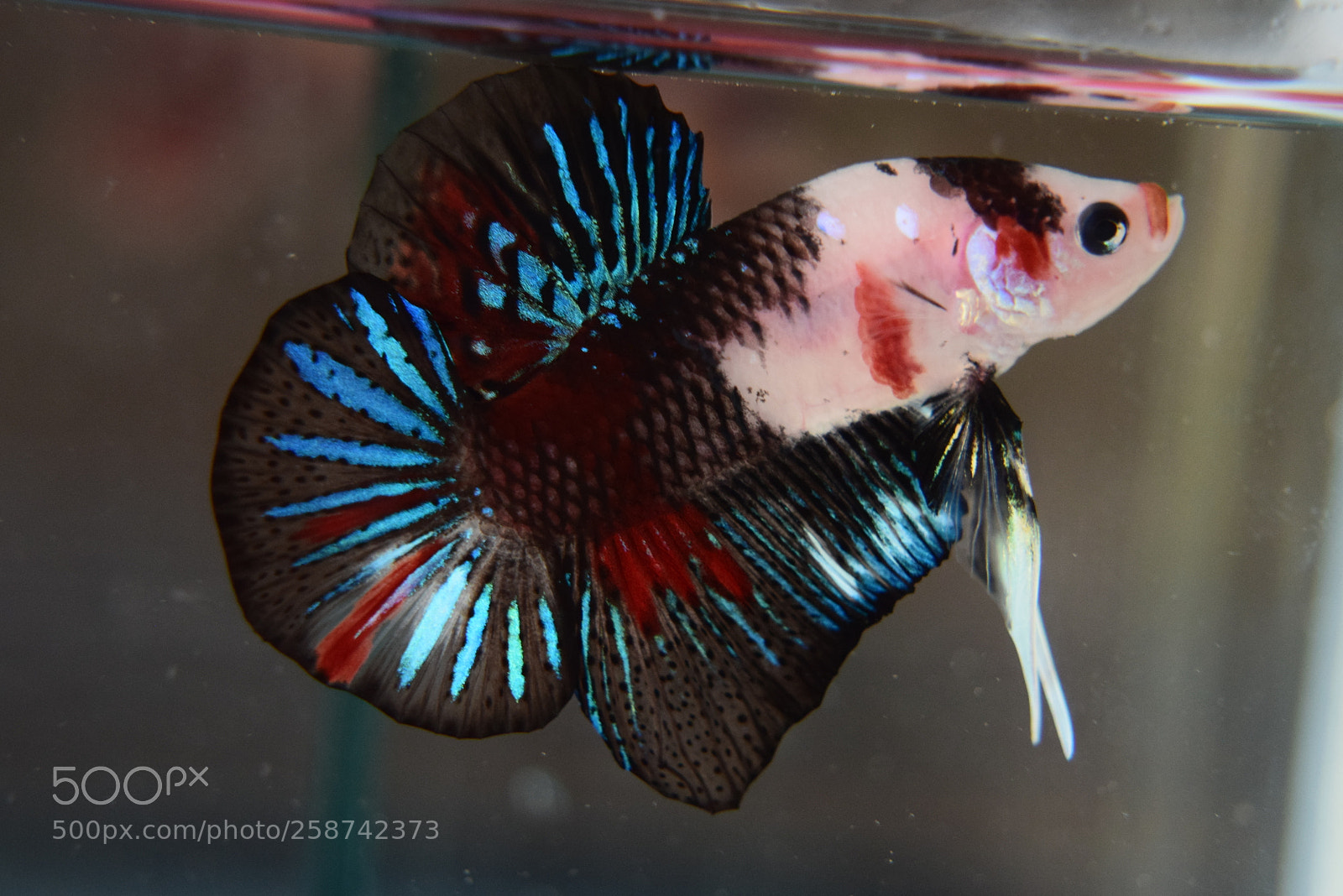 Nikon D3300 sample photo. Betta fish photography