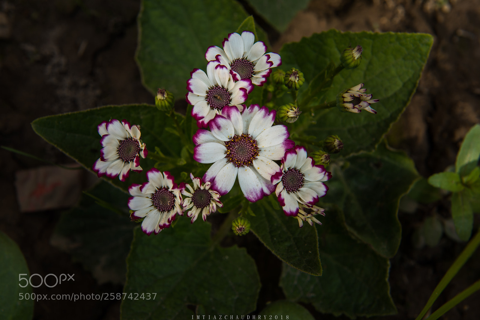 Nikon D750 sample photo. Flowers photography