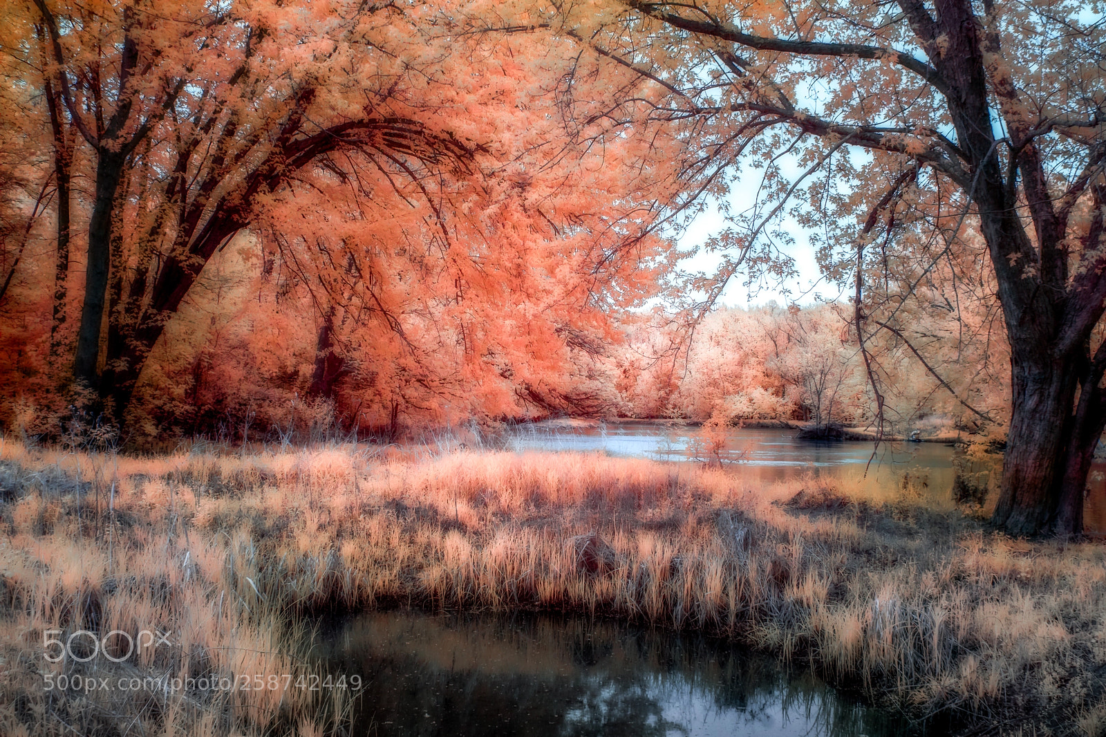 Sony a6000 sample photo. Color infrared photograph of photography