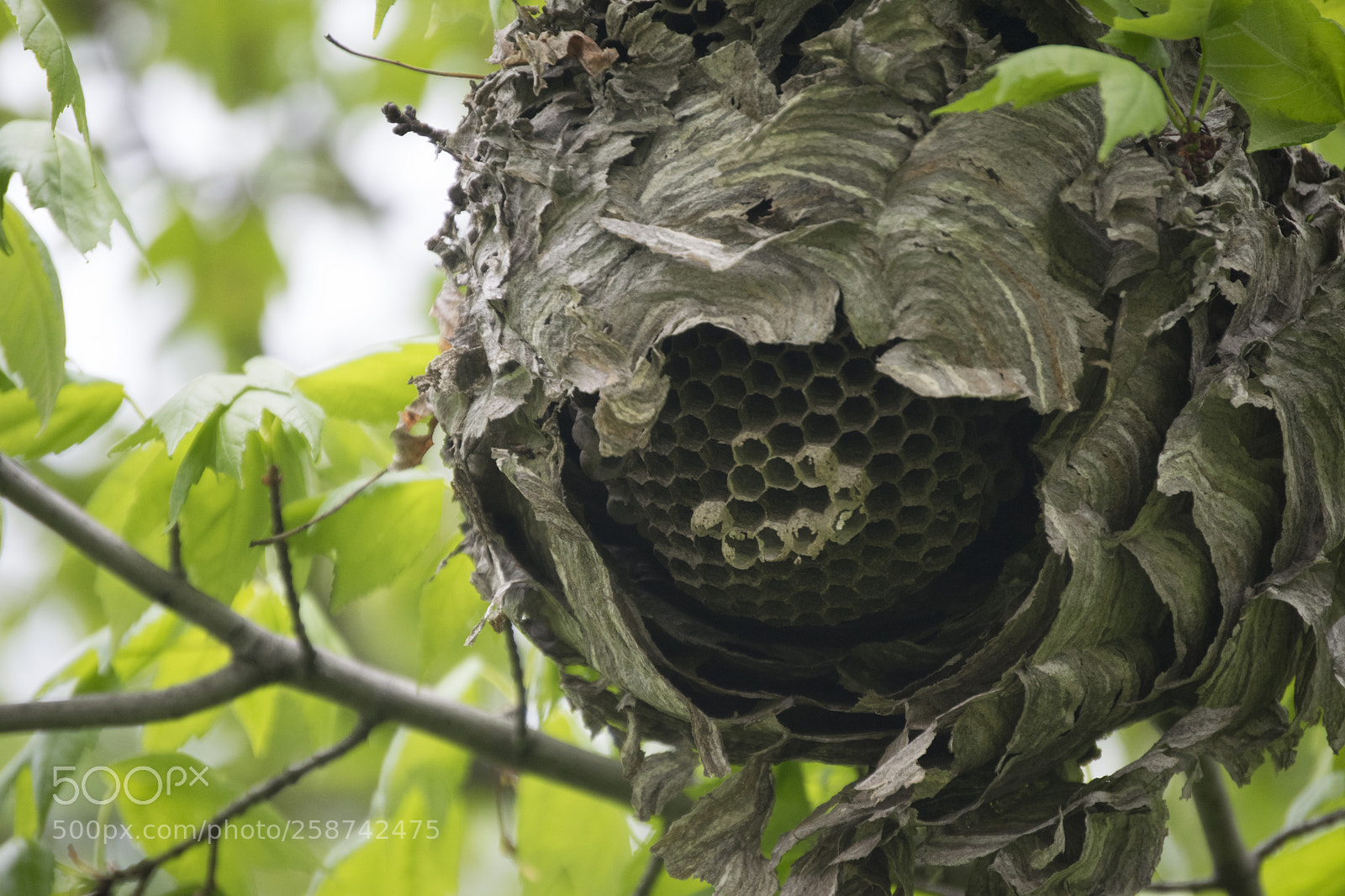 Nikon D3300 sample photo. Wasp nest photography