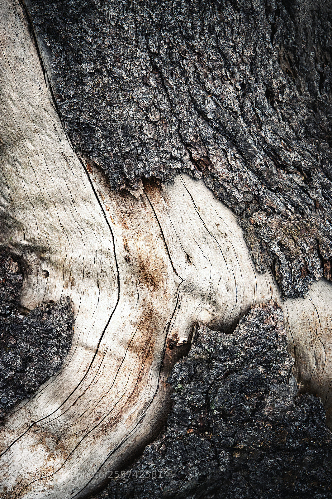Nikon D5500 sample photo. Texture detail of an photography