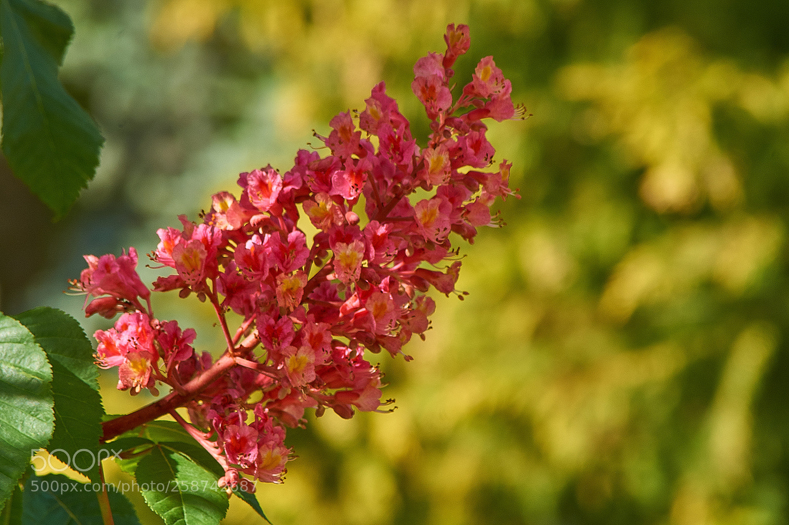 Sony SLT-A58 sample photo. Floral 2 photography