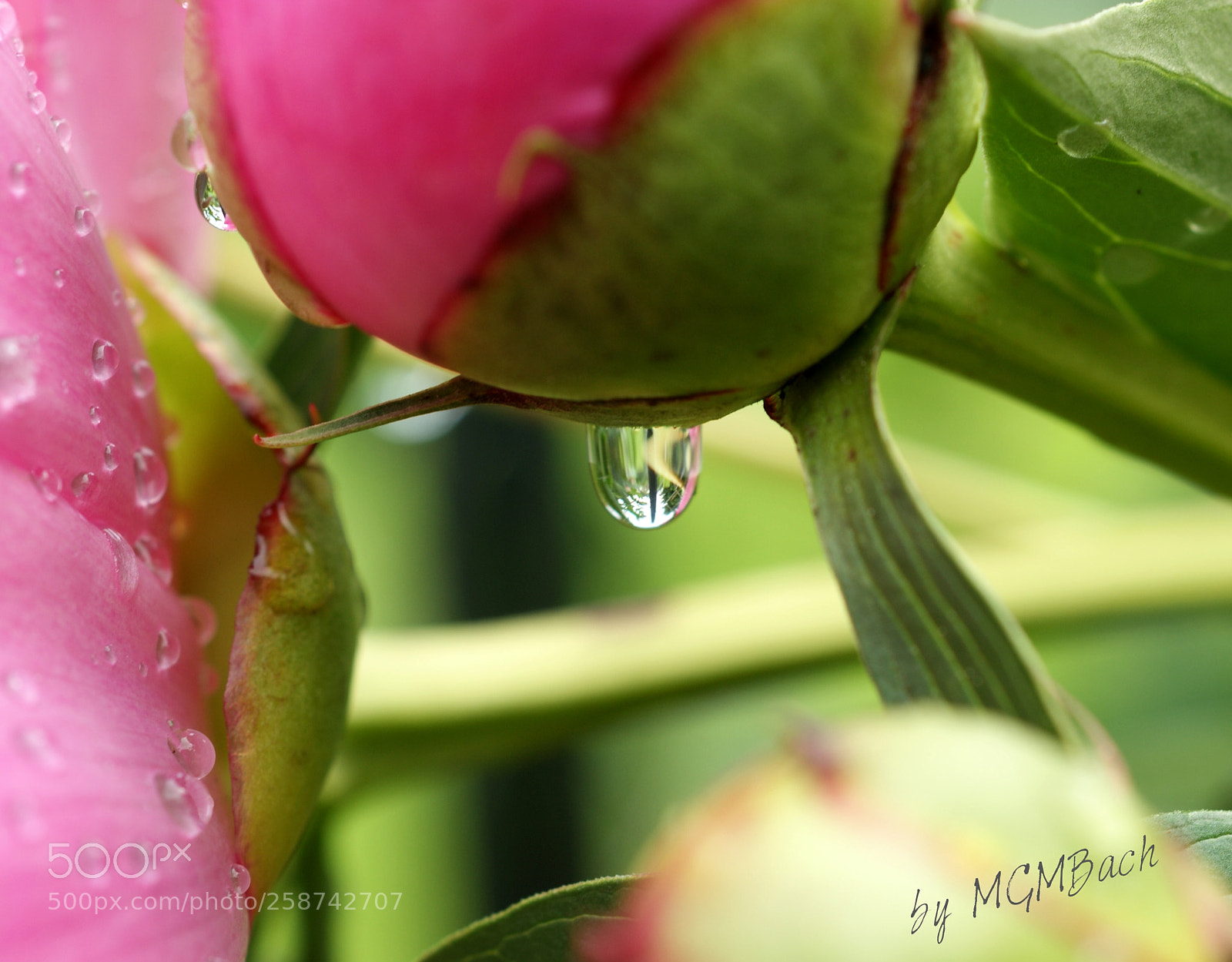 Sony Alpha DSLR-A350 sample photo. Pfingstrosen nach einem regen photography
