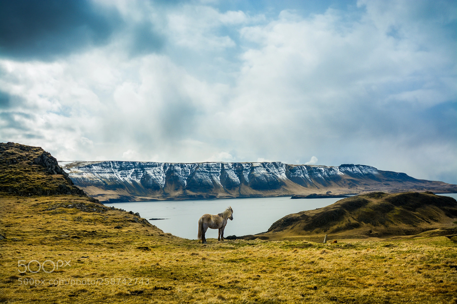 Nikon D7100 sample photo. Icelandic horse photography
