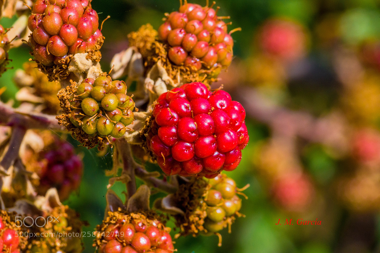 Canon EOS 6D sample photo. Mg photography