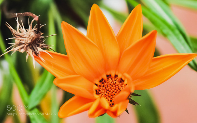 Canon EOS 600D (Rebel EOS T3i / EOS Kiss X5) sample photo. Img edited edited photography