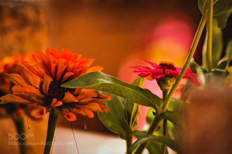 Canon EOS 600D (Rebel EOS T3i / EOS Kiss X5) sample photo. Img edited photography