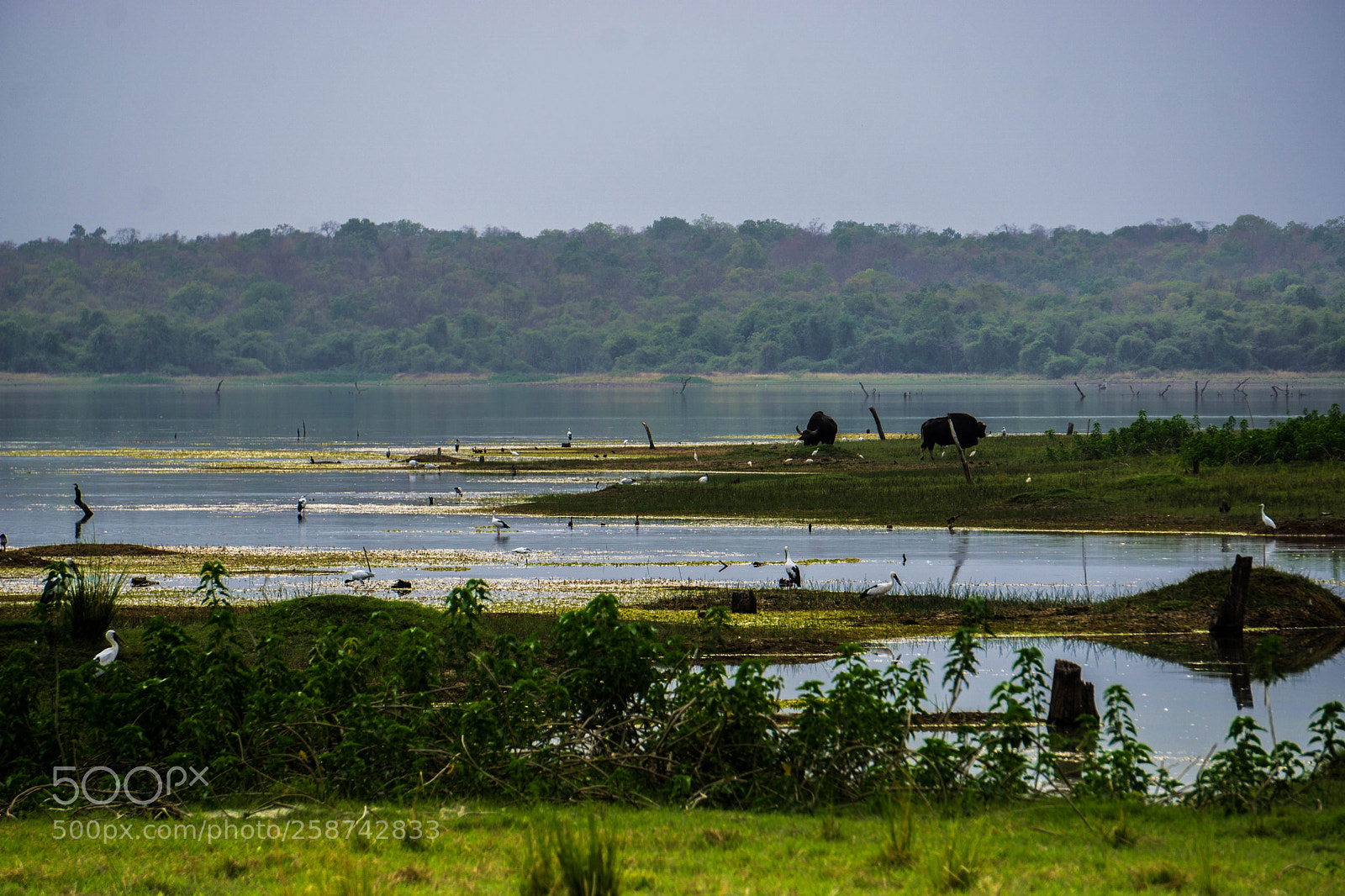 Sony a6000 sample photo. The wild photography