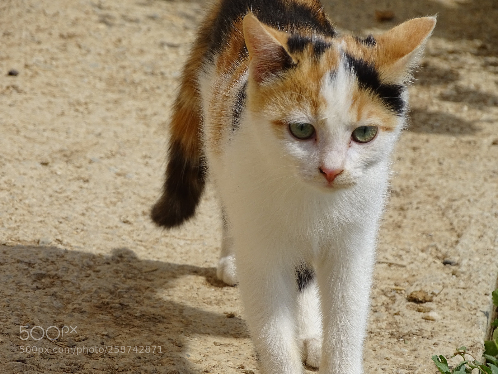 Sony Cyber-shot DSC-HX400V sample photo. Dsc photography