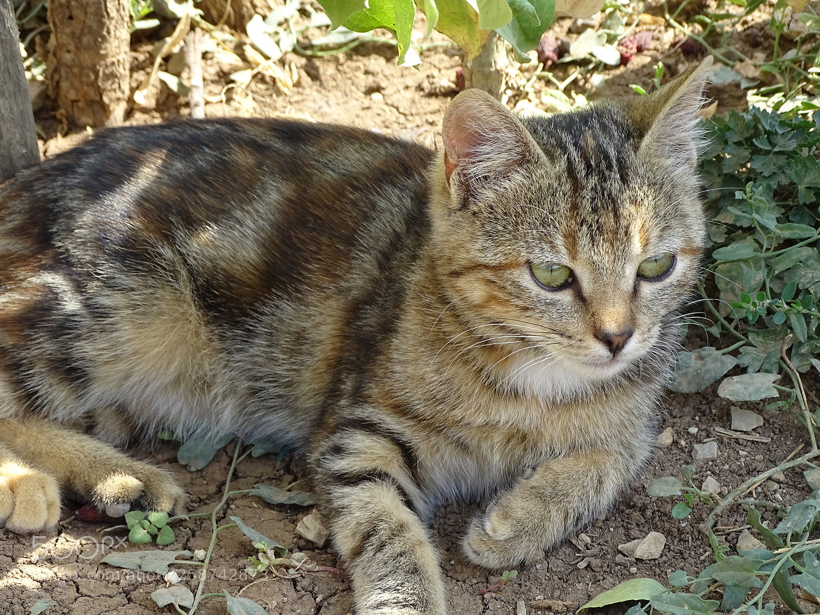 Sony Cyber-shot DSC-HX400V sample photo. Dsc photography