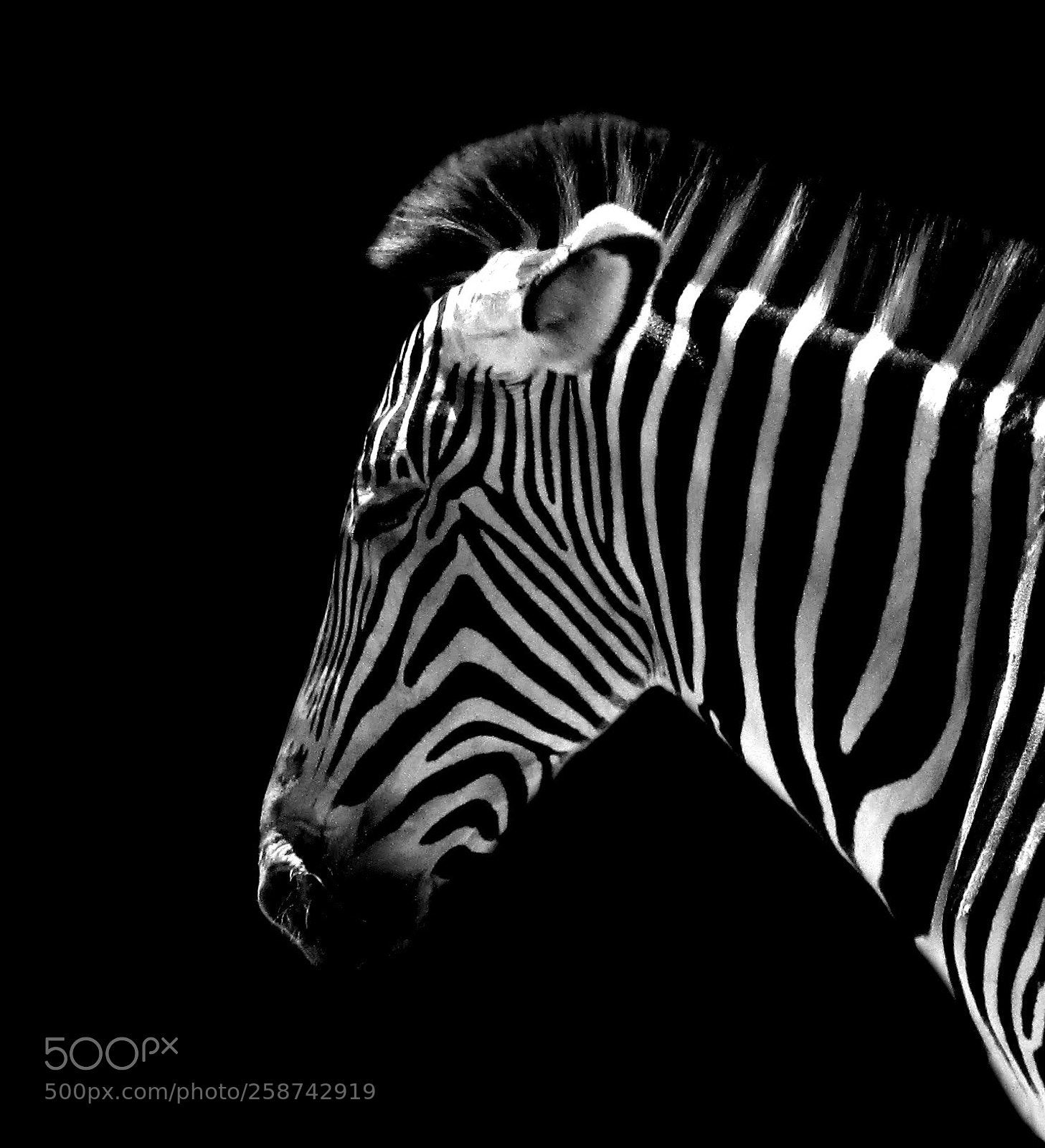 Canon PowerShot SX400 IS sample photo. Zebra at animal kingdom photography