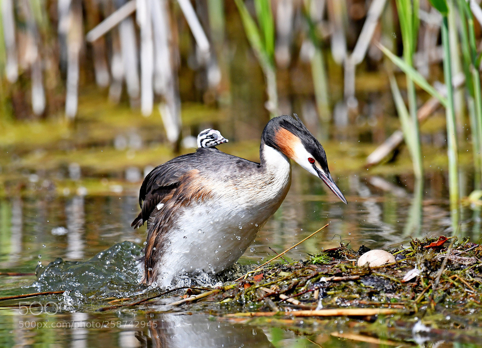 Nikon D500 sample photo. Great crested grebe photography