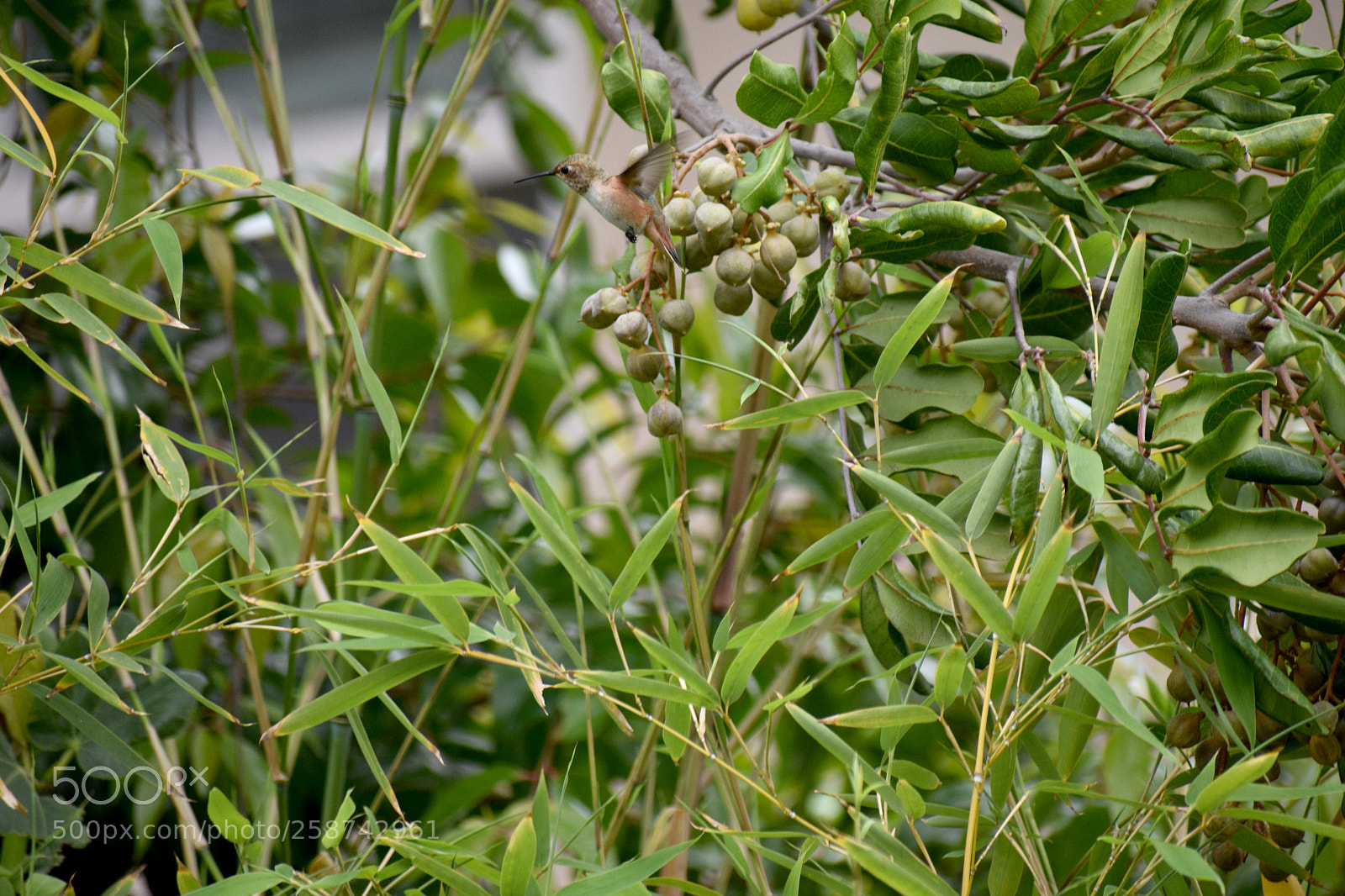 Nikon D3400 sample photo. Flaying hummingbird photography