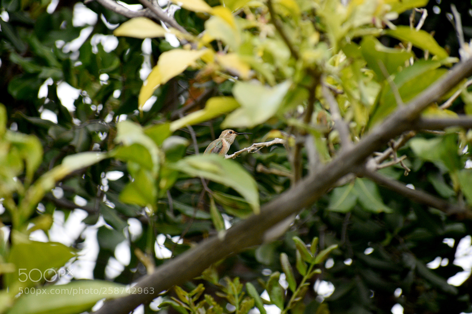 Nikon D3400 sample photo. Hummingbird photography