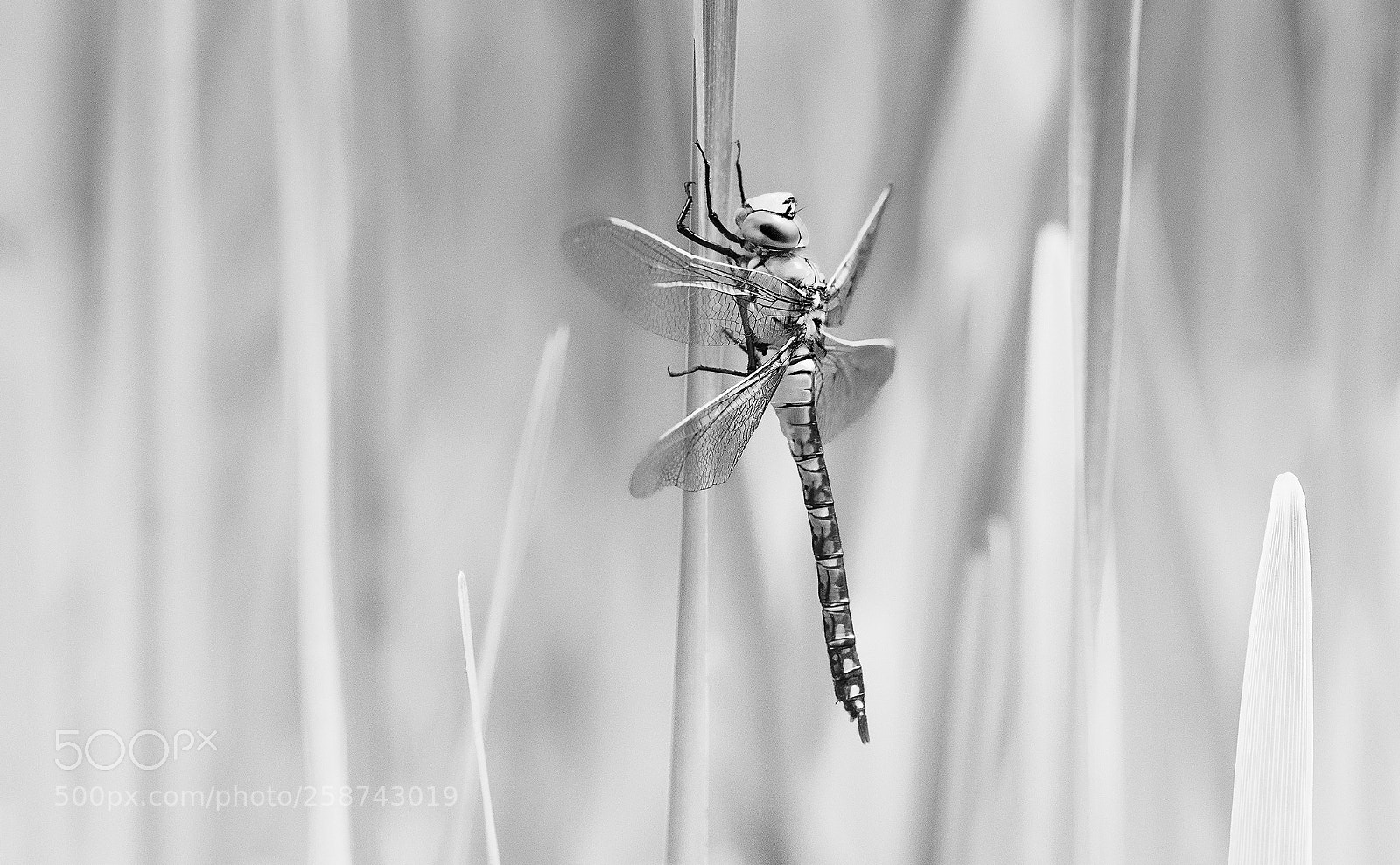 Nikon D810 sample photo. Libellule photography