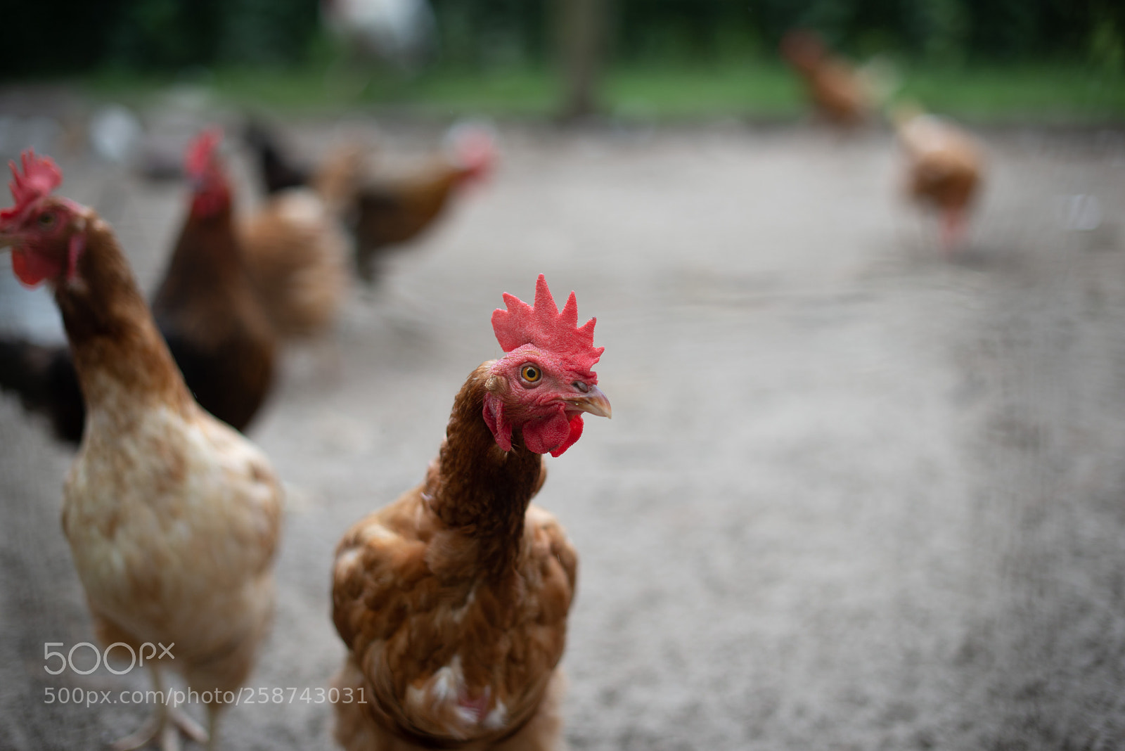Nikon D610 sample photo. Southern chicken photography