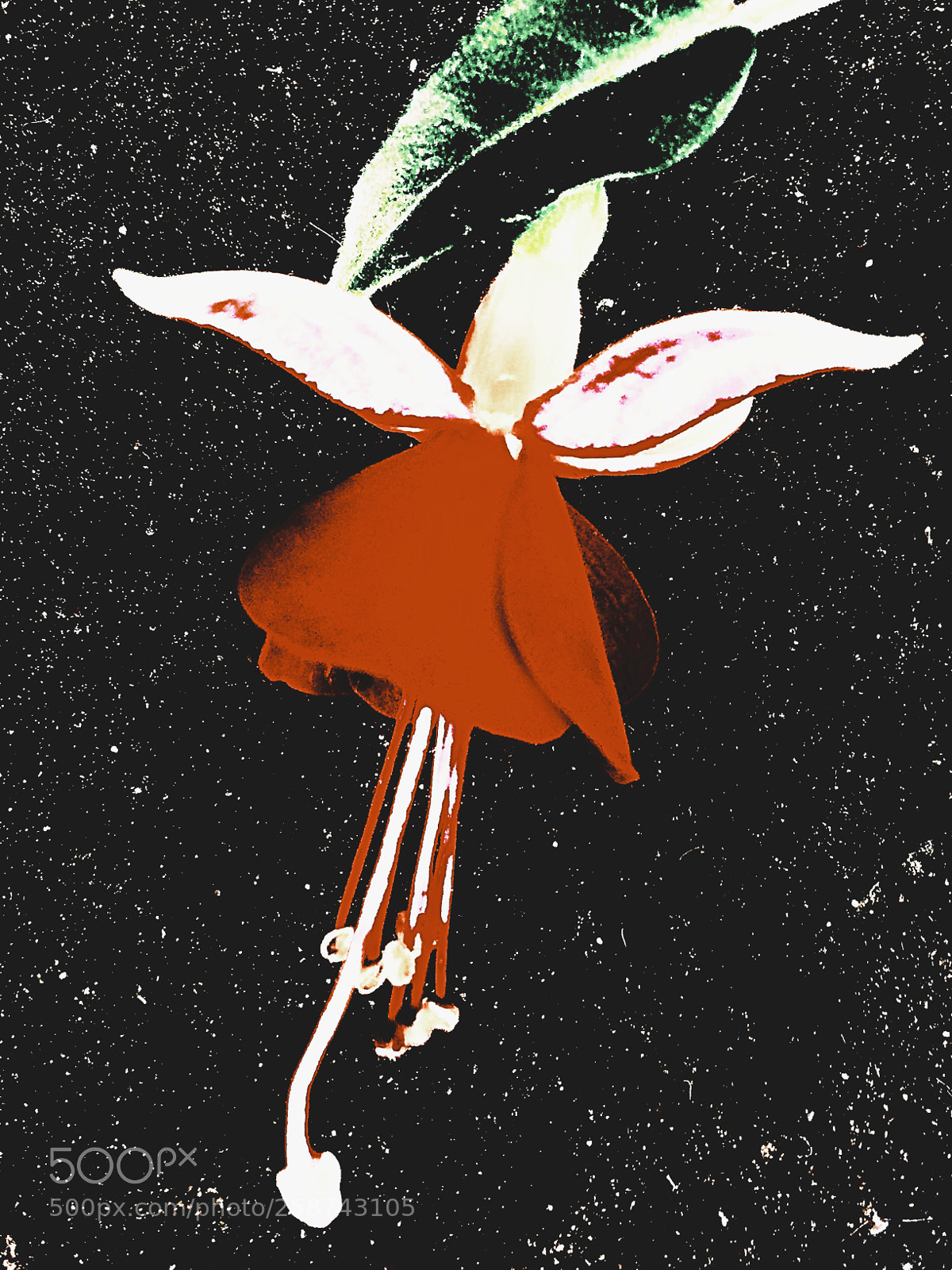 Apple iPhone 5s sample photo. Flower satellite photography