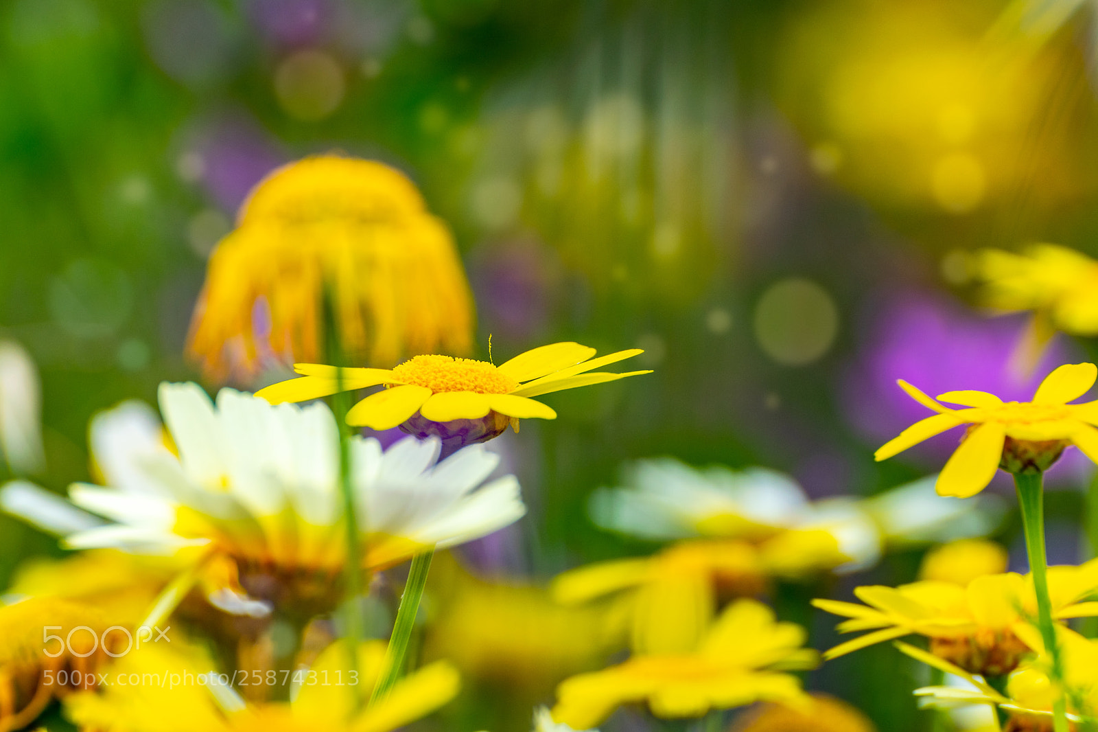 Nikon D5300 sample photo. Flowers photography