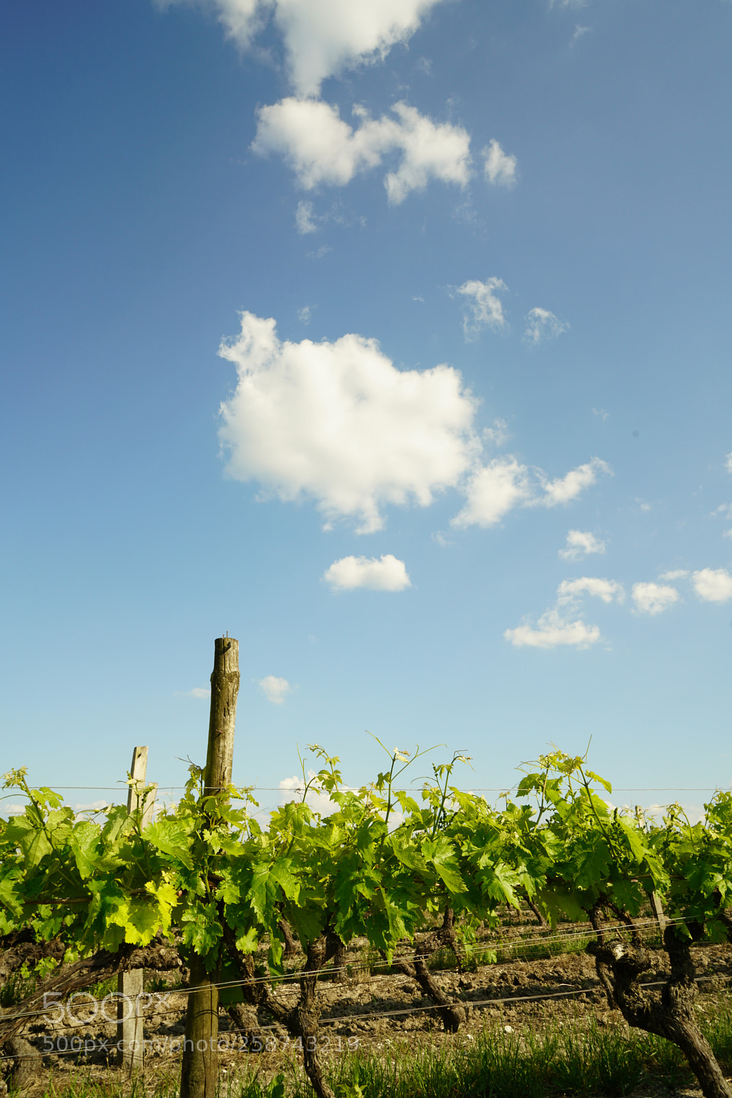 Sony a7R II sample photo. Sunny vigne photography