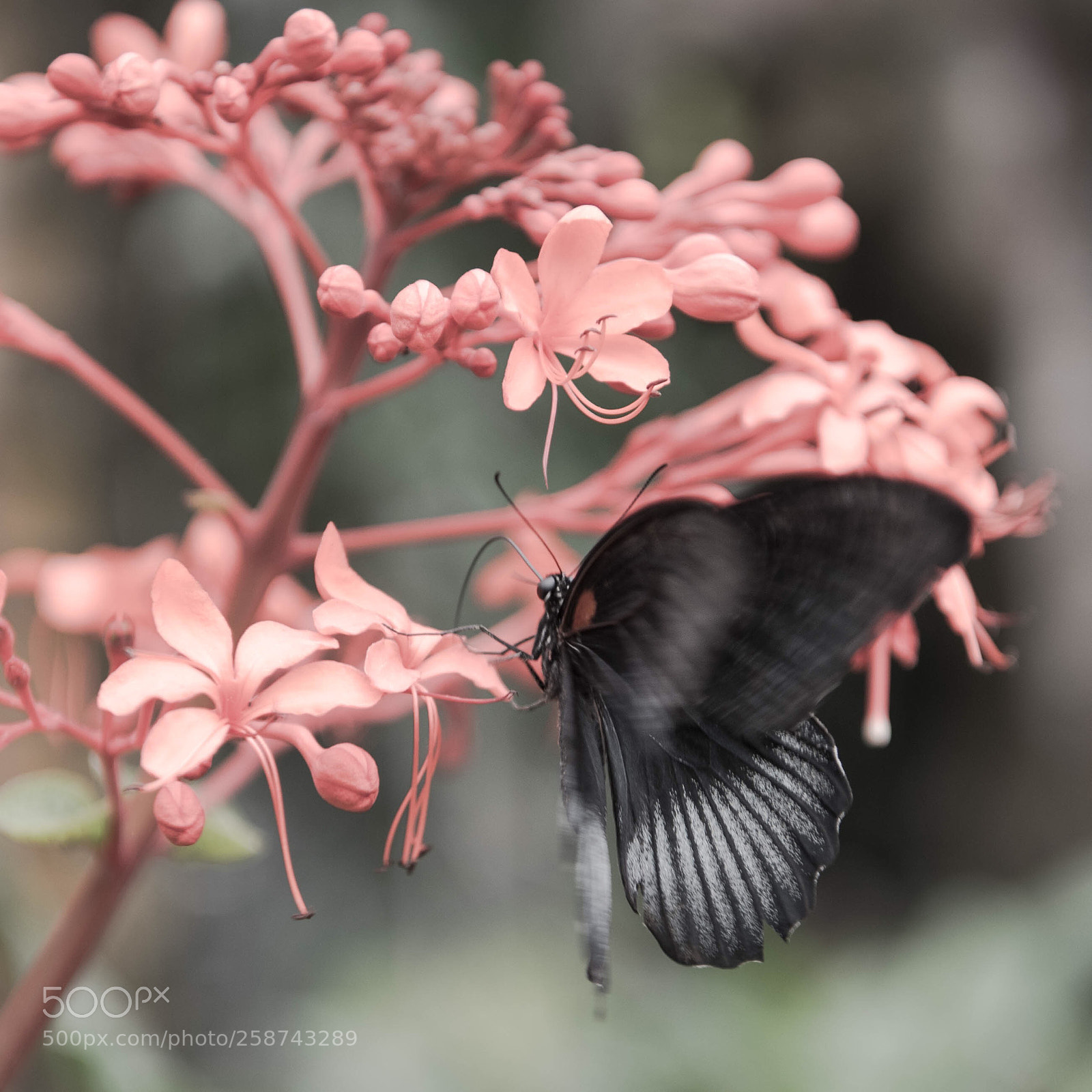 Nikon D750 sample photo. Papillon butine!
 photography