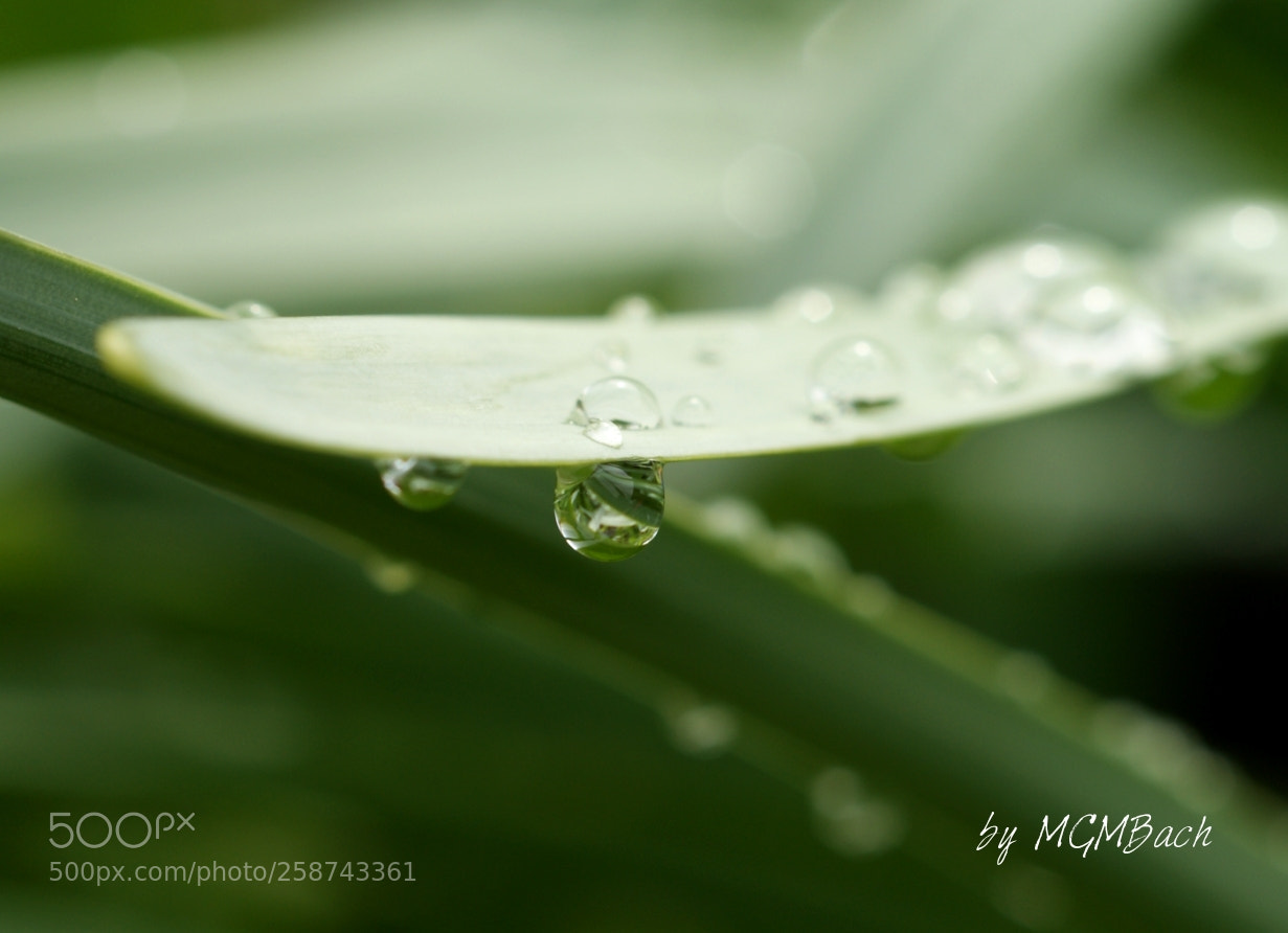 Sony Alpha DSLR-A350 sample photo. Waterdrop needs an umbrella photography